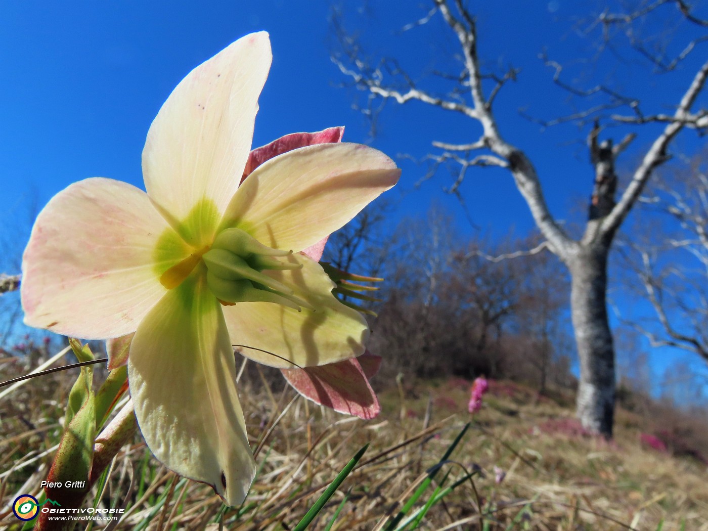 45 Helleborus niger (Elleboro) in fruttescenza.JPG
